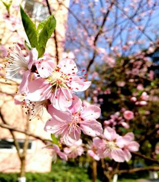 第五届社团文化艺术节“美丽校园”主题摄影比赛圆满结束——第五届社团文化艺术节系列报道（三）