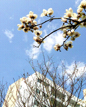 第五届社团文化艺术节“美丽校园”主题摄影比赛圆满结束——第五届社团文化艺术节系列报道（三）